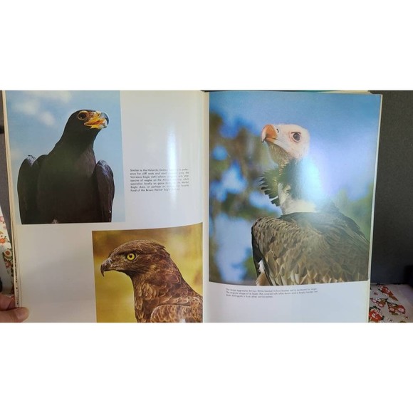 Birds of Prey of the World - Picture 7 of 10